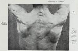  Hermann Braus Anatomie des Menschen: ein Lehrbuch für Studierende und Ärzte 