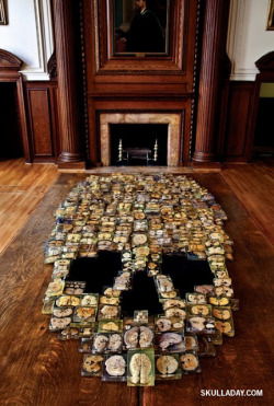 Skull made with 375 slices of real human brains at Philadelphia&rsquo;s Mütter Museum, created by Skull-A-Day artist Noah Scalin. 