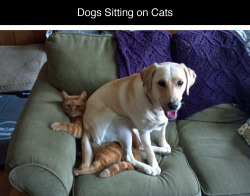 tastefullyoffensive:  tastefullyoffensive:  Dogs Sitting on Cats [video version]Previously: Dogs Using Computers  I added a few more.