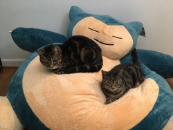 8bitrevolver: I’m sorry but here is some more cats on Snorlax because I am dying from how adorable this is