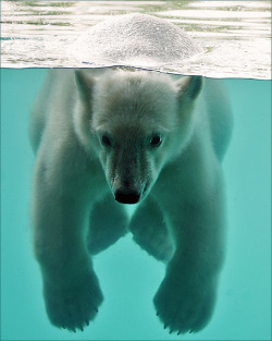 funnywildlife:  Vicks, the swimming polar bear cub by Foto Martien on Flickr.