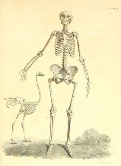 nemfrog:  Plate 4. Skeltons of a female human and an ostrich (sex not disclosed).  A series of engravings, representing the bones of the human skeleton. 1819.
