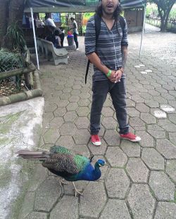 #peacock #zoo #medellin #zologico