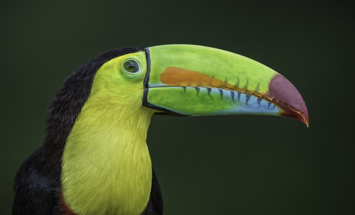 Keel billed toucan hot porn pictures