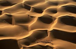 Sea of sand (a camel caravan crosses the Sahara)