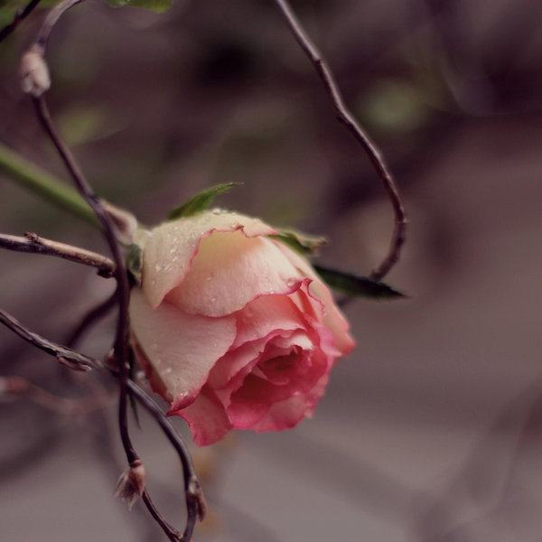 Te regalo una rosa - Página 2 Tumblr_nki0olmhcZ1rqe9loo1_1280
