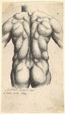 1645 - Male Torso , after Leonardo Wenceslaus Hollar (Wenzel Vaclav) (Bohemian, Prague 1607–1677 London)