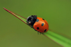 824706:  tacobell-canon:  Ladypug.  i hate this   Lol