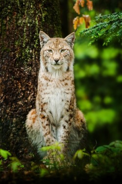 Lynx by Stefan Betz