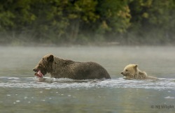 njwight:  A nice day to be by a lake… Capser and his Mom! njwight:  Grizzlies in the Mist. Please stop by and check out my post and photos….maybe spread some grizzly love?  