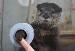 baby-animals-daily:  Theres an aquarium where you can shake hands with an otter