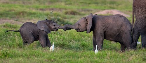 blondebrainpower:  Juvenile Elephants play tug of war, with Cattle Egret referees.Photographer Shayne McGuire