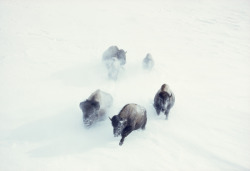 natgeofound:  American bison charge through heavy snow in Yellowstone National Park, November 1967.Photograph by William Albert Allard, National Geographic