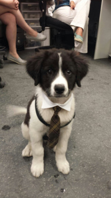 grumpysalmon:  awwww-cute:  Brought my new puppy Charlie into work the other day. Had to follow the employee dress code  i just slammed my fists on the table 