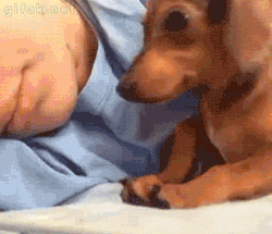 verrvain:  thefingerfuckingfemalefury:  SLEEP TIME IS NOW SWEET DREAMS HUMAN I WILL BE HERE, SHARING MY WARMTHS  I GOOD DOG I KEEP MY HUMAN SAFE   This shit fucking makes me weak 