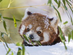 magicalnaturetour:  Small panda eating in the snow (by Tambako the Jaguar) 
