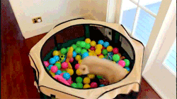onlylolgifs:  Pug goes crazy in his first ball pit!