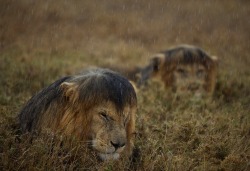 Even lions have bad hair days (by Michael Nichols)