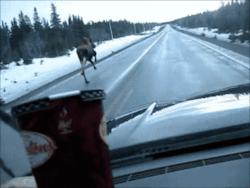the-hoody-geek:  qunaripenis:tymorrowland:up-schist-creek:poweredbydiesel:thecogirl:AwwwwHaha only in CanadaPoor guy forgot how to moose.This is the most Canadian gif I’ve ever seen.  No, fucking seriously.&gt;Moose&gt;Snow&gt;Wilderness&gt;Motherfucking