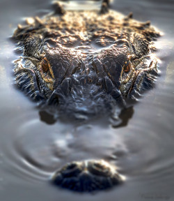 slither-and-scales:   Gator by Frank Delargy  