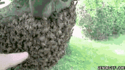 willyciraptor:  theladyofpie:  willyciraptor:  spookywillsmith:  spooking-not-treating:  tyleroakley:  WHAT THE FUCK ARE YOU DOING  i’M CRYING  NO  why  Because they are swarming! ^_^ Hello friends, I’m going to tell you some cool stuff about bees