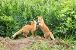 foxes playing.