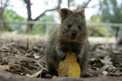   This animal is called a Quokka and it is the happiest thing on the planet.  