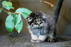 saffythegeek:  edens-blog:  acknowledgetheabsurd: Pallas’s cat is a small wild cat having a broad but patchy distribution in the grasslands and montane steppe of Central Asia. The species is negatively affected by habitat degradation, prey base