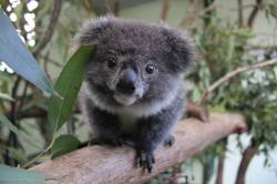 transitorystory:wolverxne: Archer - photos by: { Featherdale Wildlife Park }  um cutest koala ever