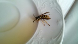 ASSHOLE UPDATE. Slid it onto a chair and let it climb on a saucer w sugar/honey water so it would sit still while I carried it outside. Then it flew away.   Success!