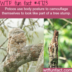 wtf-fun-factss:  Potoos camouflage - WTF fun facts
