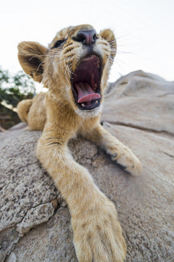 imawalkingdisasterrr:  Yawning wide angle cub by Tambako the Jaguar on Flickr. 