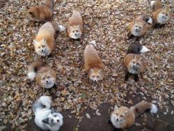 catsbeaversandducks:  You Can Experience Fox Heaven in JapanOpened in 1990 and located in Miyagi Prefecture, “Zao Fox Village” is a sanctuary home to over a hundred free-roaming foxes, including the silver fox and the platinum fox as well as the Japanese