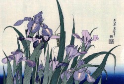 catmota:   Iris Flowers and Grasshopper  (c.1830-31) Katsushika Hokusai   this print at amazon.com 
