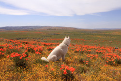 johnandwolf:  Antelope Valley Poppy Fields, CA / March 2015