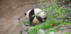 giantpandaphotos:  Xiao Liwu at the San Diego Zoo, California, on February 16, 2013. “Xiao Liwu was playing with the ball and got a little too close to the edge. It is not a long drop to the bottom, and he has taken this trip several times. He was fine,
