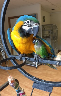 parrot-dise:  parrot-dise:  Baby blue and gold and her green cheek friend.  They really are BFFs.
