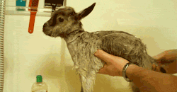 p0king-sm0t:  dolly-kitten:  SCRUB DUB DUB GOAT IN A TUB  How can you not reblog a soapy baby goat  meeeeeh