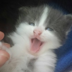 gogh-save-the-bees:  (Kitten)Yawn Stages 