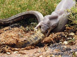elfacker:  Hoy en Australia: Una pitón comiéndose un cocodrilo.