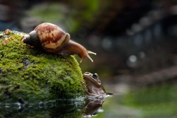 awkwardsituationist:  nordin seruyan photographs a snail in central borneo asking a frog if he wants a ride  