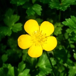 Beautiful little yellow #buttercup in the wild. #sunday #walking #flower #flowers #nature #Spring #yellow #wild #sanfrancisco #California #GoldenGatePark #beauty #appreciation #gratitude