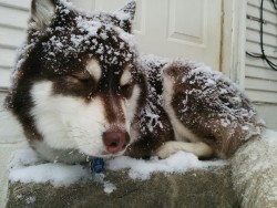 cubangains:  carsbikesfitblr:  hotdiggitydogblog:  sammysarcastic:  Let that poor babe inside.  If you aren’t owned by a snow dog you’ll never really understand. Max is half husky/half malamute. This is his element. I often try to get him to come