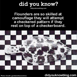 did-you-kno:  Flounders are so skilled at camouflage they will attempt a checkered pattern if they rest on top of a checkerboard.   Source