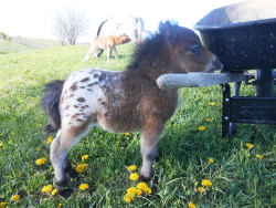 spiritprincess:  imperialdalek:  awesome-picz:  Mini Horses You Don’t Want Your Kids To See  yes hello I will take 11,000   yes pls