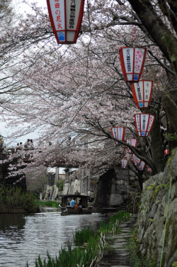 kvnai:    Cherry blossoms along Hachiman-bori in Shiga Prefecture Oumi-hachiman city, Japan. by   Kazushige Tanase