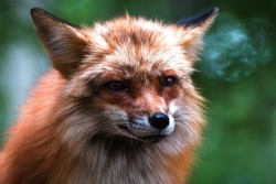everythingfox:Red fox