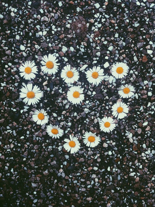 wallpaper daisy | Tumblr
