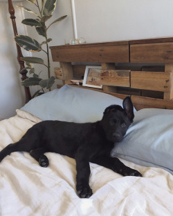 kippyskateboards:  A little wolf on my bed 🖤