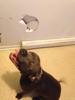 kinkyeviscerator:  cosplaymutt:  So my step brothers dog came down the stairs too fast and ran into the wall because he was excited….   WHAT A PERFECT BABY 